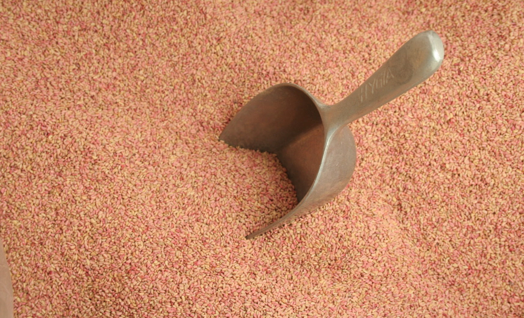 Why Red Raspberry Seed Powder Belongs in the Pet Food Formulator's Toolbox
