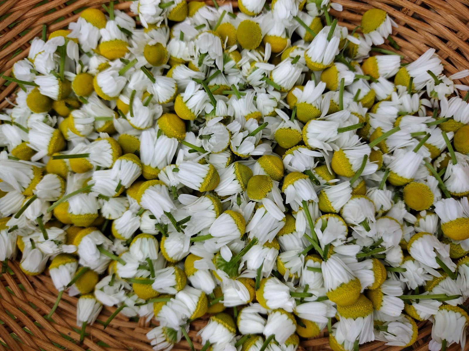 Close-up view of German chamomile blossoms in a rustic wicker basket, showcasing their delicate white petals and sunny yellow disks.