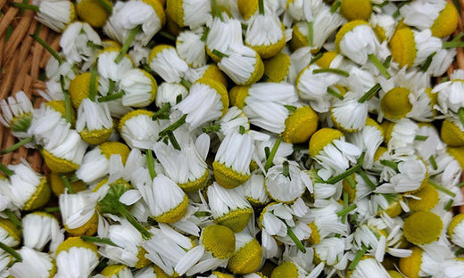 Crafting Chamomile Oil at Home | Step-by-Step DIY Guide