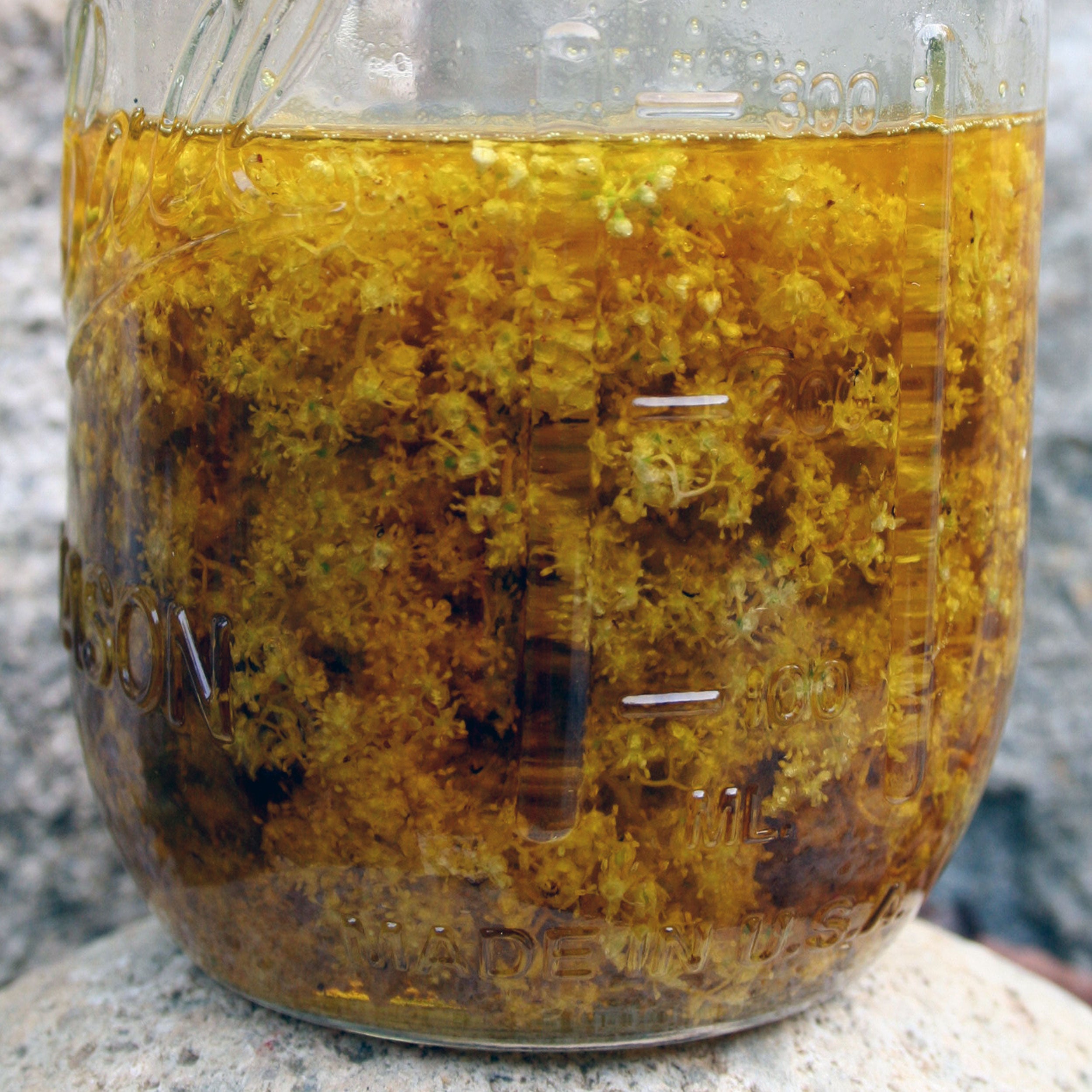 Side view of elderflower infusion in golden raspberry seed oil, captured through a Mason jar sitting on a rock outdoors. Submerged flowers resemble delicate sea anemones in the dark golden oil, highlighting the infusion process.