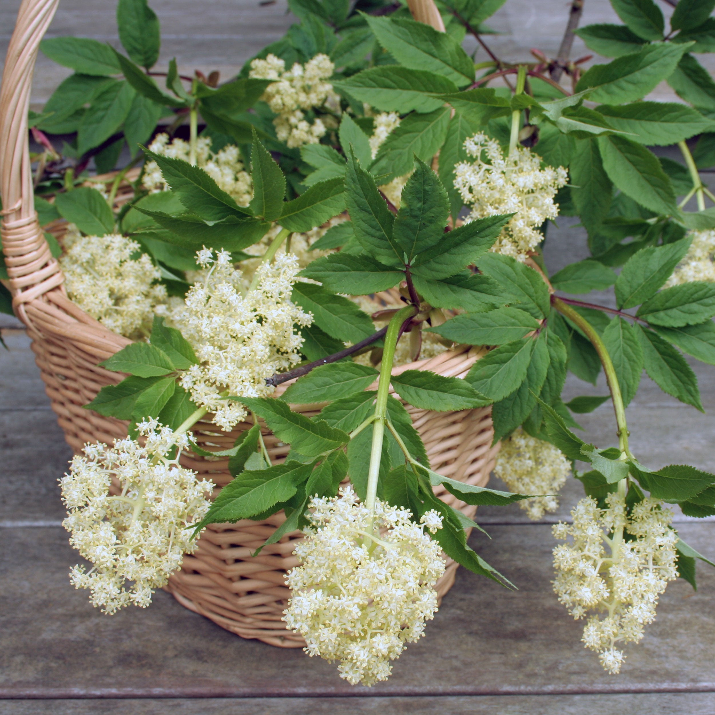 Freshly picked white elderflowers in a wicker basket, harvested at the perfect 1-2 day peak bloom window during the short elderflower season.