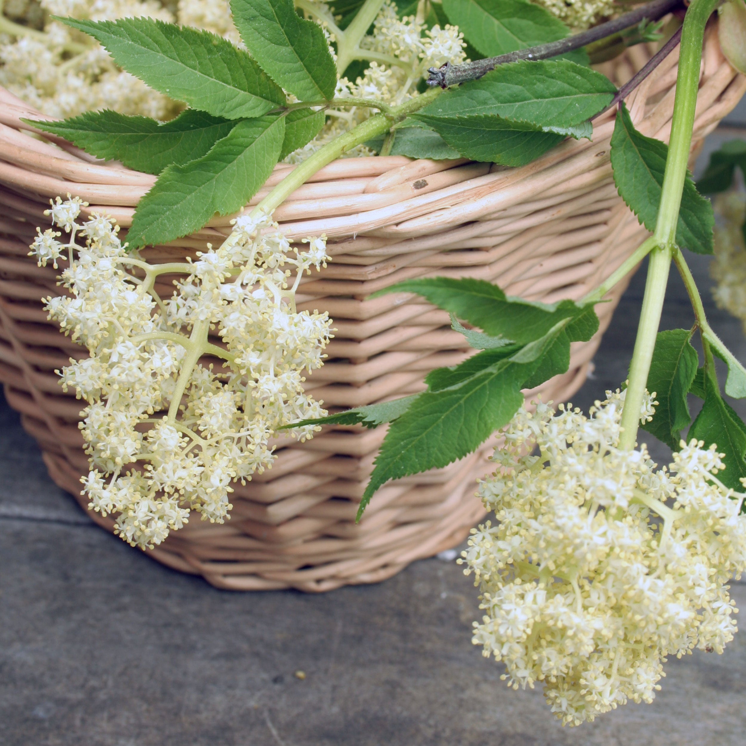 Close-up of white elderflower blooms on a green leafy branch, freshly harvested at peak bloom, ready for oil infusion.